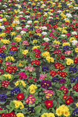 Fototapeta na wymiar Multi-color field of endless spring pansy, nasturtium flower, or garnish flowers filling the ground of the city in The Hague, Netherlands