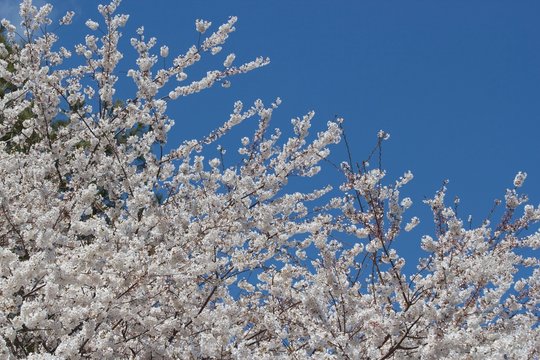 Flowering Trees, Spring