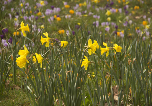 daffodils with a background of crocuses