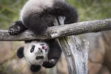 Fotobehang Yuan Meng Baby-panda schattig © bgspix