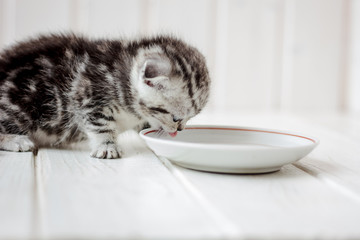 Kitten drinking water