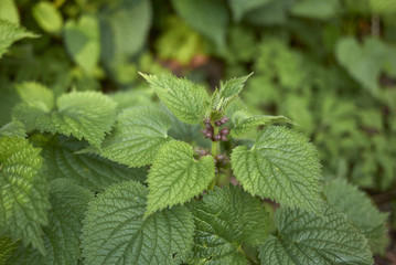 Lamium orvala
