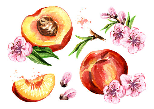 Peaches fruits and flowers set. Watercolor hand drawn illustration, isolated on white background