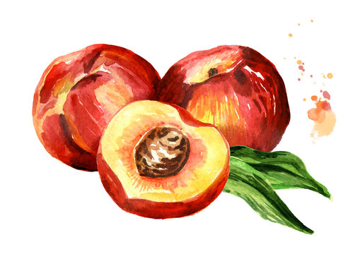 Ripe peaches composition. Watercolor hand drawn illustration, isolated on white background