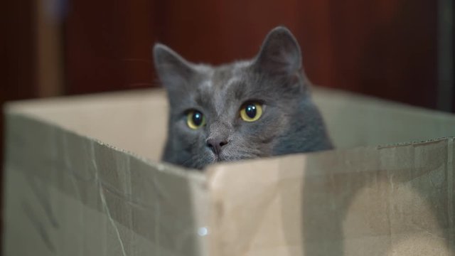 Funny gray cat hiding in a cardboard box