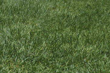 Patch of rough green grass