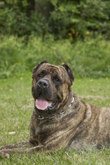 Cane Corso-Dog Breed