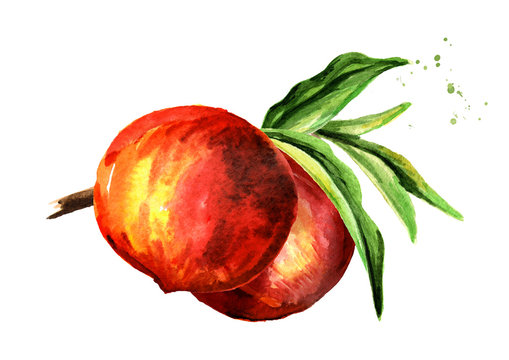 Ripe peaches on a branch. Watercolor  hand drawn illustration, isolated on white background