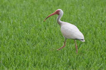 Fototapeta premium White Ibis walking in grass