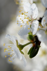 beautiful white flowers in small droplets of morning dew