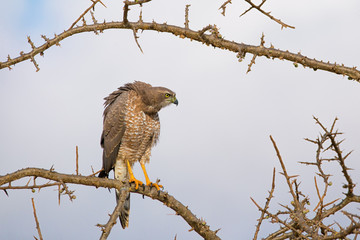 Schikra-Sperber, Accipiter badius, in Kenia auf Beobachtung