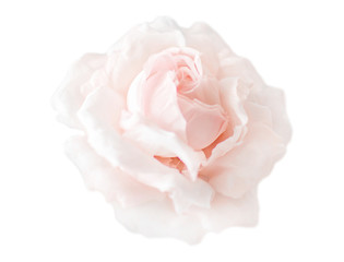 Beautiful single cream pink flower rose isolated on white background. Flowering open head of rose without leaves. Close-up rose petals