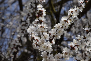 Spring flowering trees. Pollination of flowers of apricot. Blooming wild apricot in the garden