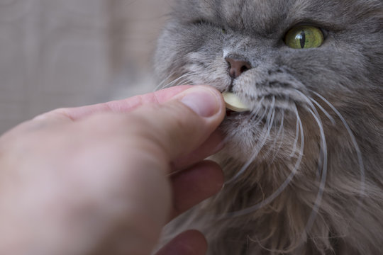 The Big Grey Cat Gets Vitamins, A Delicacy From The Owner.