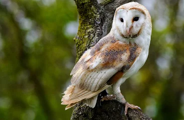 Gordijnen Solitary Barn Owl Perched on a large branch with a natural green bush background © paula