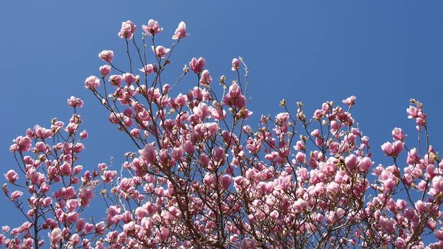 Magnolia rosa fioritura in primavera
