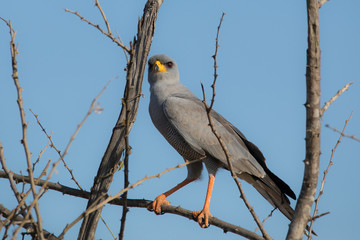 Schikrasperber auf einem Ast in Kenia