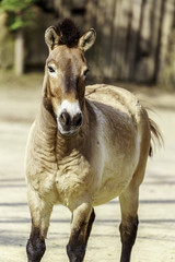 Equus ferus przewalskii, Przewalski's horse