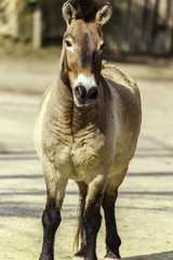 Equus ferus przewalskii, Przewalski's horse
