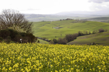 Tuscany landscape 