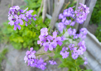 Purple spring flower