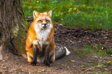 Obraz premium Beautiful red fox (vulpes vulpes) in a forest, France.