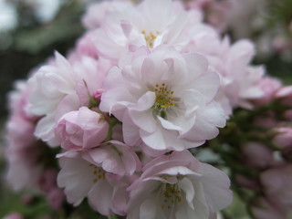 Sakura flowers in Japan