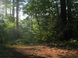 A Walk in the Woods