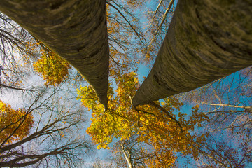 autumn trees in forest.View from below