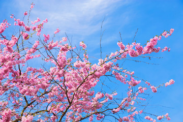  Blossoming cherry tree and blue sky.