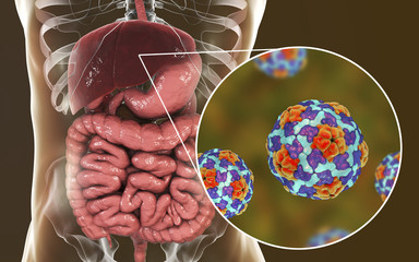 Hepatitis A viruses in liver, 3D illustration