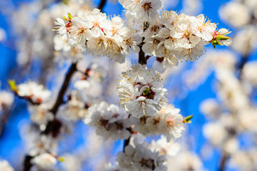Branches of the blossoming apricot tree against blue sky