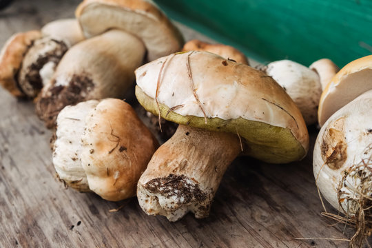 Fresh harvest of mushrooms from Carpathian forest
