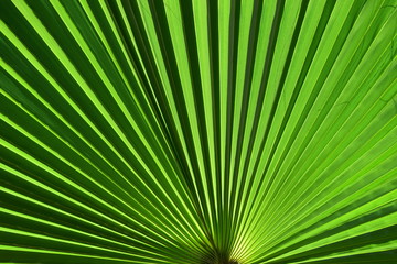 Bright green palm frond close up with striped pattern. © Rebecca