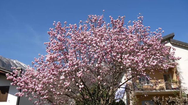 Magnolia rosa fioritura in primavera