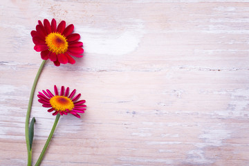 Two red flowers on wooden background