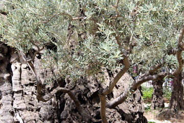 Church and Garden of Gethsemane