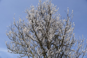 Spring flowering trees. Pollination of flowers of apricot. Blooming wild apricot in the garden