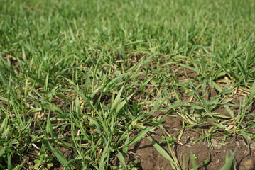 Fototapeta premium Wheat in a field. Green young sprouting seeds. Agricultural background 