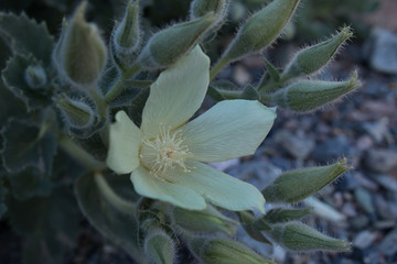Fototapeta na wymiar Eucnide Urens, blooming desert rock nettle closeup