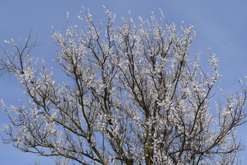 Spring flowering trees. Pollination of flowers of apricot. Blooming wild apricot in the garden