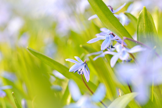 Blaustern-Blumen in der Frühlingswiese