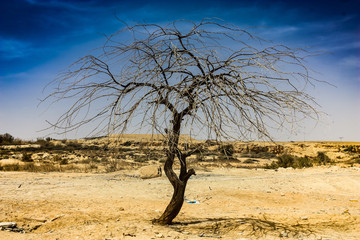 tree in the Negev desert Israel