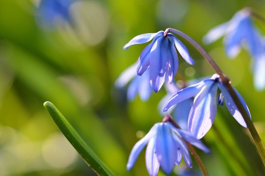 Blaustern-Blumen in der Frühlingswiese