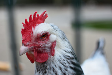 gros plan sur un coq