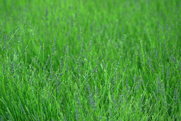 spring lavender plants