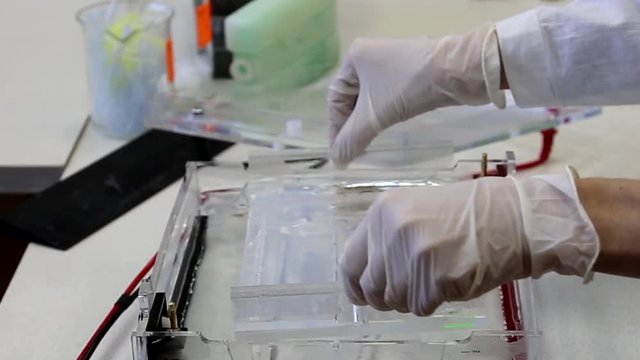 Scientist is taking agarose gel with samples for the separation of DNA fragments for electrophoresis in Biochemical laboratory