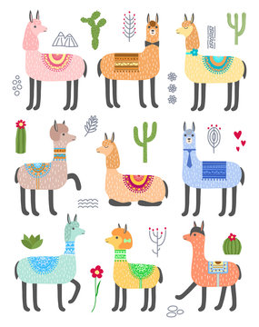 Set of cute llamas. Vector animal illustration. Alpacas and cacti.