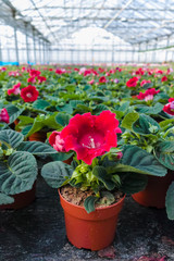 Fototapeta na wymiar Gloxinia flowering colorful houseplants cultivated as decorative or ornamental flower, growing in greenhouse