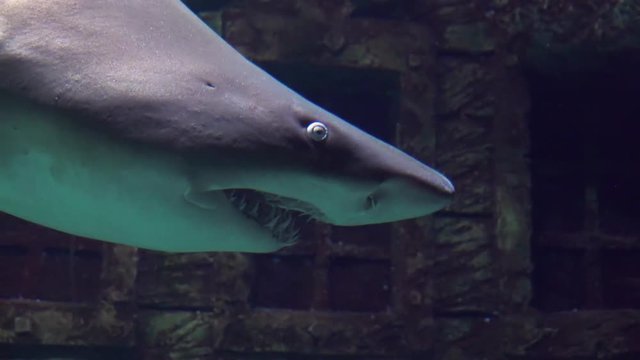 Ragged-tooth Shark close up while swimming past in slow motion
